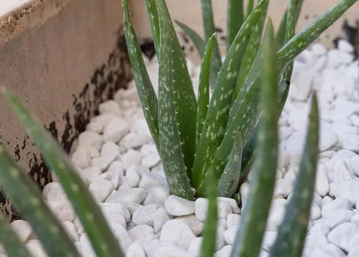 Summer Seaview 公寓