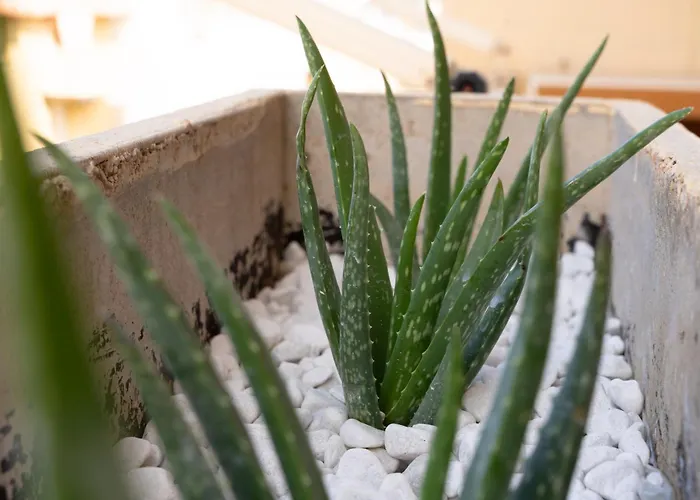 公寓 Summer Seaview