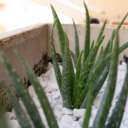 Appartement Summer Seaview